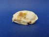 Perfect Domestic Cat skull for sale (Felis catus)