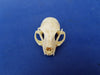 Perfect Domestic Cat skull for sale (Felis catus)