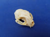 Perfect Domestic Cat skull for sale (Felis catus)