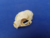 Perfect Domestic Cat skull for sale (Felis catus)