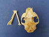 Perfect Domestic Cat skull for sale (Felis catus)