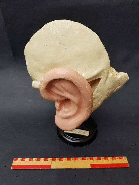 Vintage Russian mid-century medical model of the ear – The Cabinet of ...