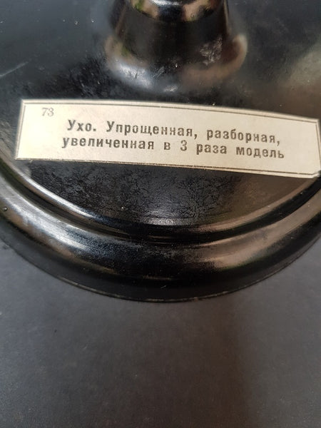 Vintage Russian mid-century medical model of the ear – The Cabinet of ...