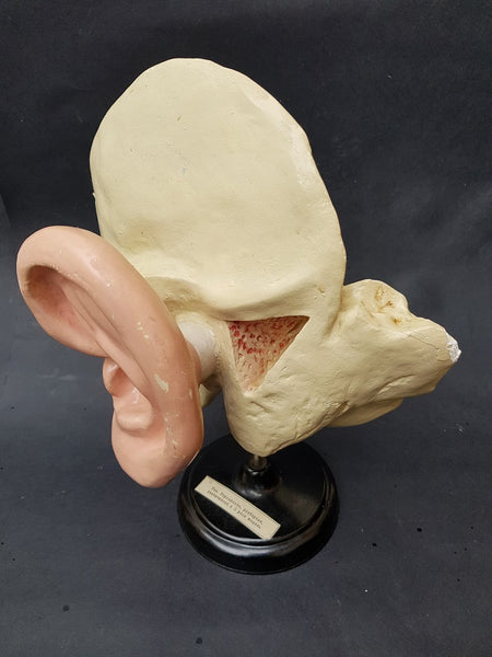 Ear Collection Russia Vintage Russian mid-century medical model of the ear – The Cabinet of ...