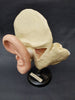 Vintage Russian mid-century medical model of the ear