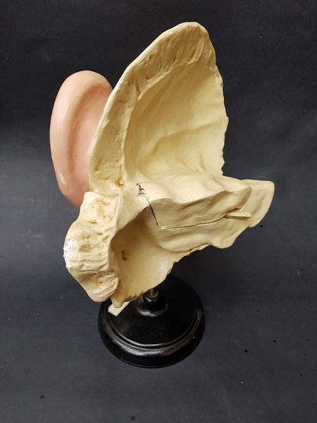 Vintage Russian mid-century medical model of the ear – The Cabinet of ...