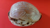 Antique carved cowrie shell for sale