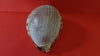 Antique carved cowrie shell for sale