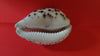 Antique carved cowrie shell for sale