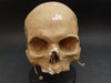Russian model human skull for sale