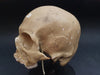 Russian model human skull for sale