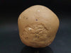 Russian model human skull for sale