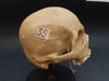 Russian model human skull for sale