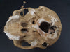 Russian model human skull for sale