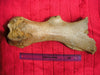 Woolly Rhinoceros femur bone