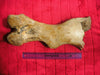 Woolly Rhinoceros femur bone