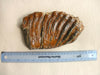 Woolly Mammoth molar