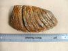 Woolly Mammoth molar