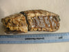 Woolly Mammoth molar