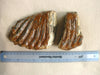 Woolly Mammoth molar