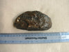 fossil Mammoth tooth fragment