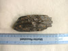 fossil Mammoth tooth fragment
