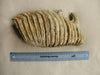 Very Large Woolly Mammoth M3 molar