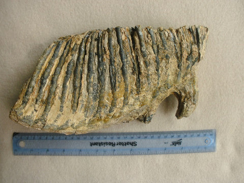 Very Large Woolly Mammoth M3 molar