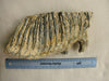 Very Large Woolly Mammoth M3 molar