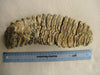 Very Large Woolly Mammoth M3 molar