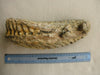 Very Large Woolly Mammoth M3 molar