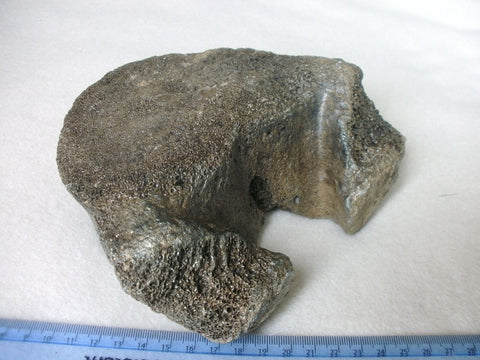 Woolly Mammoth thoracic vertebra