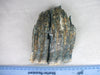 Fossilised partial Mammoth tooth