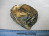 Fossilised partial Mammoth tooth