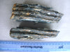 Fossilised partial Mammoth tooth