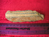 Mammoth tooth fragment