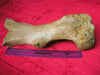 Woolly Rhinoceros femur bone