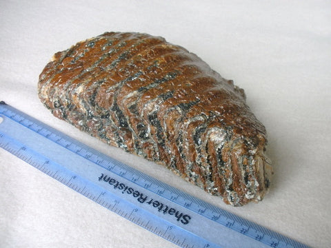 Woolly Mammoth molar