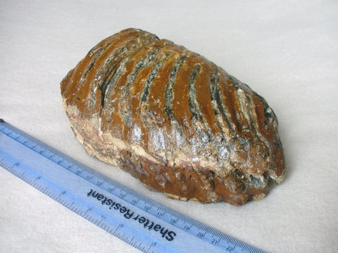 Woolly Mammoth molar 2