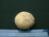 Conulus species fossilised echinoid specimen