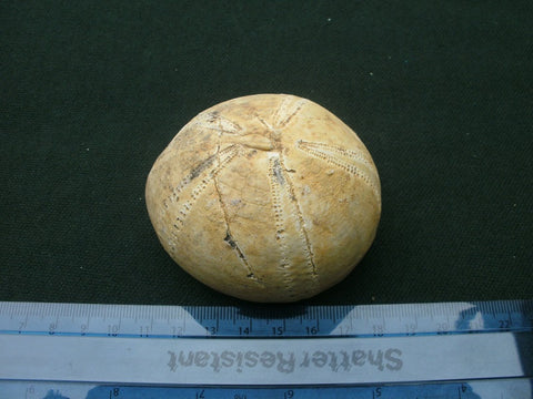 Conulus species fossilised echinoid specimen