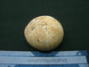 Conulus species fossilised echinoid specimen