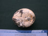 Conulus species fossilised echinoid specimen