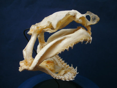 Sand Tiger Shark skull Carcharias taurus mounted skull