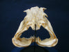 Sand Tiger Shark skull Carcharias taurus