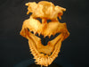 Sand Tiger Shark skull Carcharias taurus