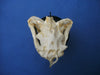 Sand Tiger Shark skull Carcharias taurus