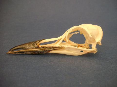 Common Guillemot / Common Murre skull (Uria aalge)