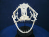 Angler / Monkfish skull Lophius piscatorius on stand