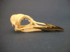 Guillemot skull side view